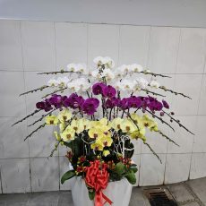 Chậu Hoa Lan Hồ Điệp