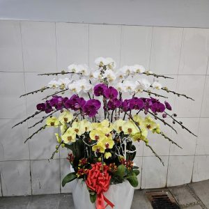 Chậu Hoa Lan Hồ Điệp