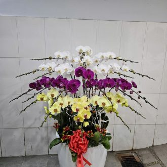 Chậu Hoa Lan Hồ Điệp