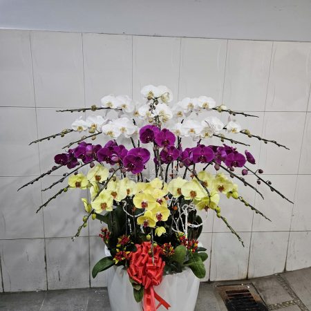 Chậu Hoa Lan Hồ Điệp