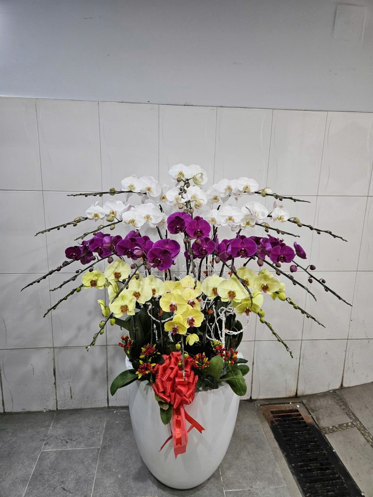 Chậu Hoa Lan Hồ Điệp