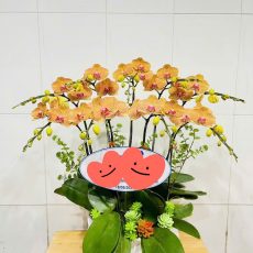 Chậu Lan Hồ Điệp Cam