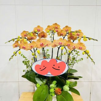 Chậu Lan Hồ Điệp Cam