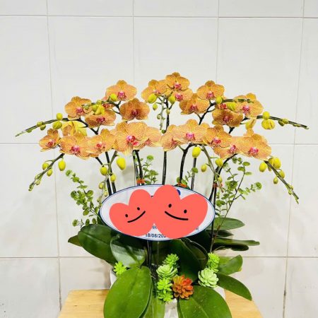 Chậu Lan Hồ Điệp Cam