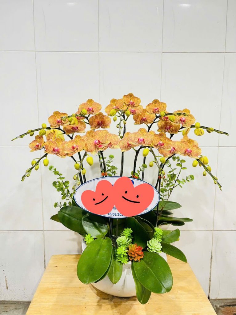 Chậu Lan Hồ Điệp Cam