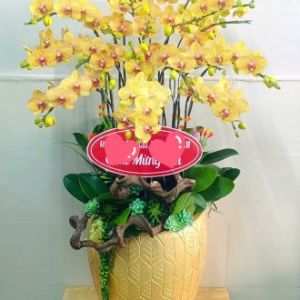 Chậu lan Hồ điệp Xanh Táo