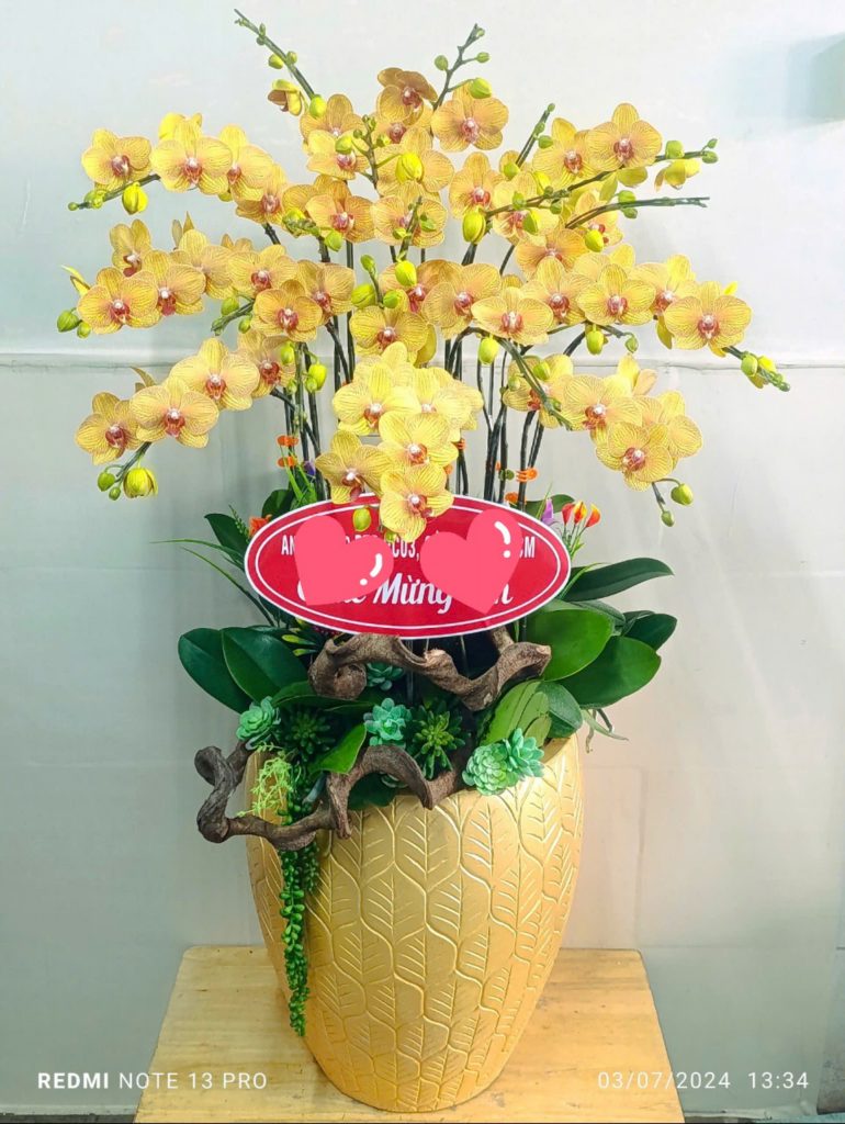 Chậu lan Hồ điệp Xanh Táo