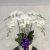Chậu Lan Hồ Điệp Trắng