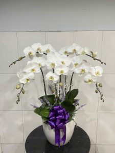 Chậu Lan Hồ Điệp Trắng