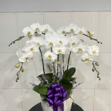 Chậu Lan Hồ Điệp Trắng