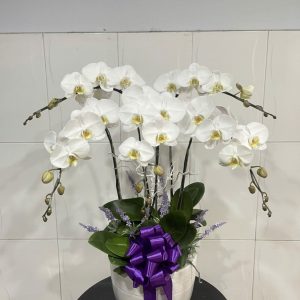 Chậu Lan Hồ Điệp Trắng