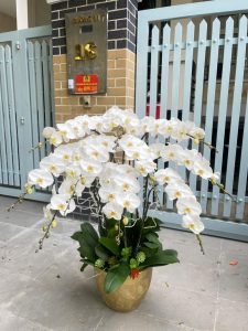 Chậu hoa lan hồ điệp trắng