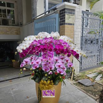 Top 5 Mẫu Hoa Lan Hồ Điệp Đẹp Nhất Năm Nay