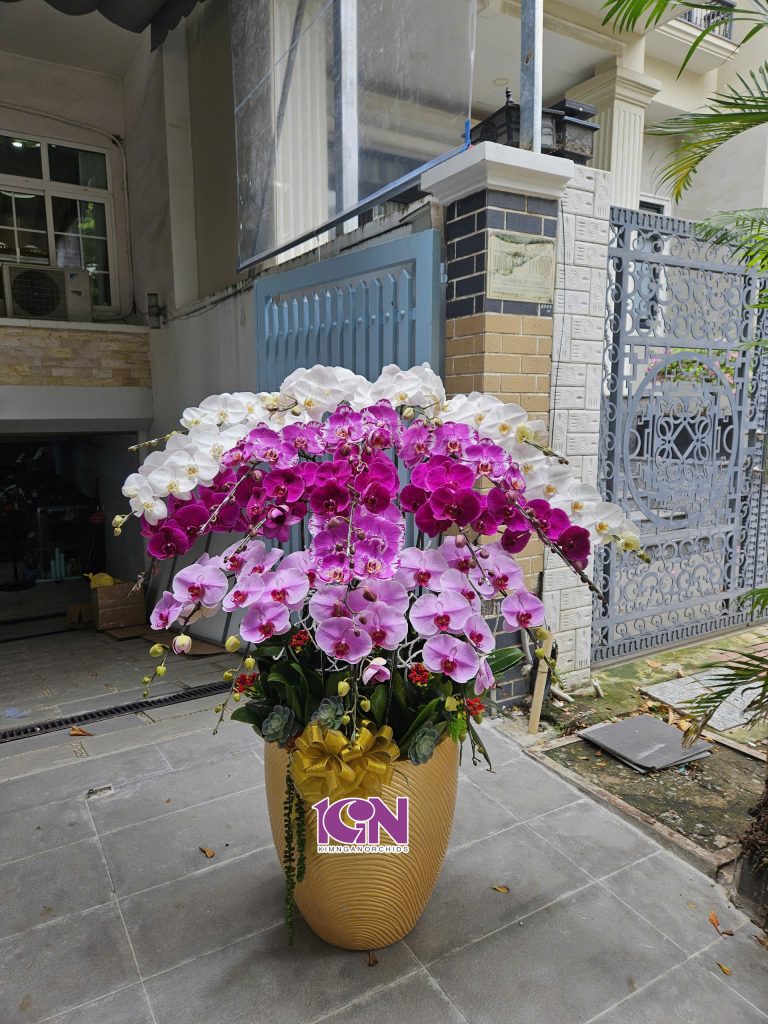 Top 5 Mẫu Hoa Lan Hồ Điệp Đẹp Nhất Năm Nay