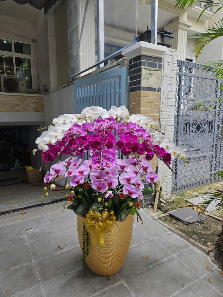 Chậu lan hồ điệp 20 cành