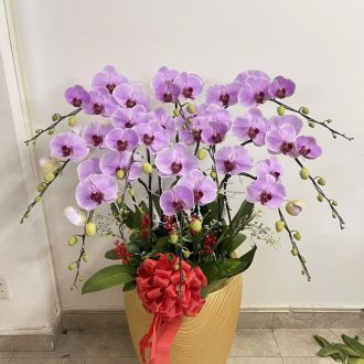 Chậu Lan Hồ Điệp Hồng