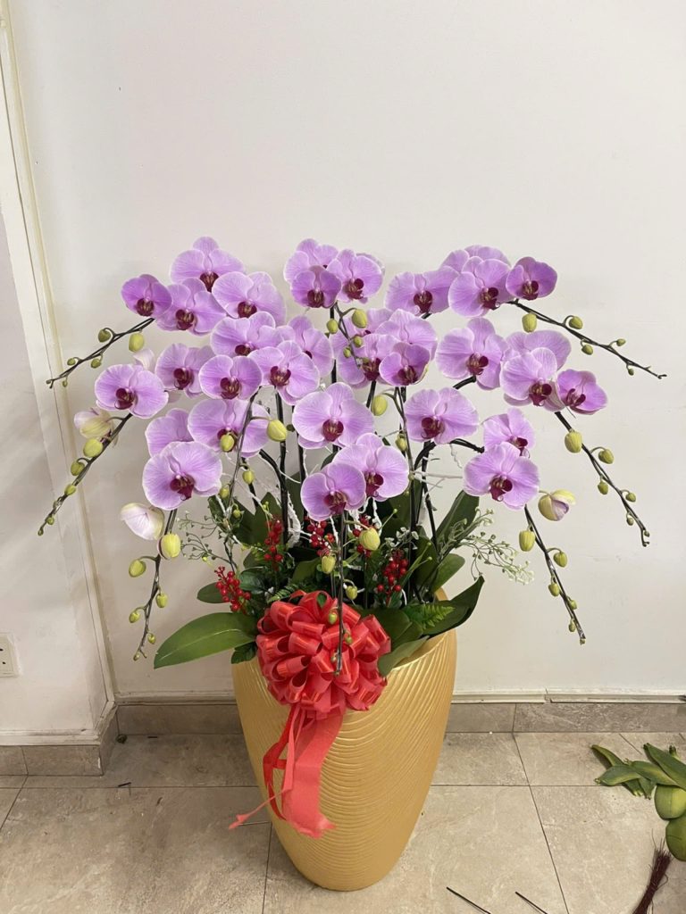 Chậu Lan Hồ Điệp Hồng