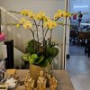 Chậu Lan Hồ Điệp 5 cành vàng
