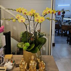 Chậu Lan Hồ Điệp 5 cành vàng