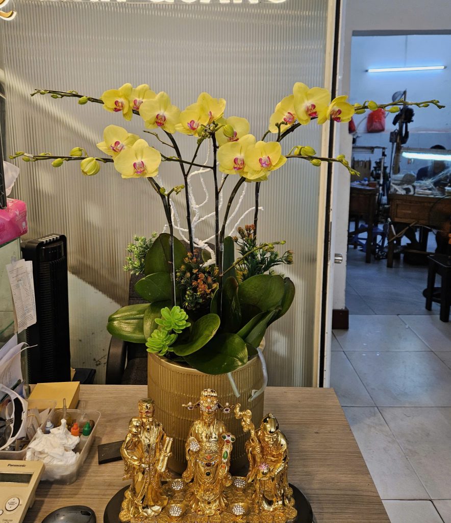 Chậu Lan Hồ Điệp 5 cành vàng