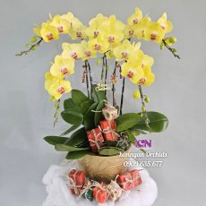 Hoa Lan Hồ Điệp: Tặng Phẩm Tinh Tế Thay Lời Muốn Nói