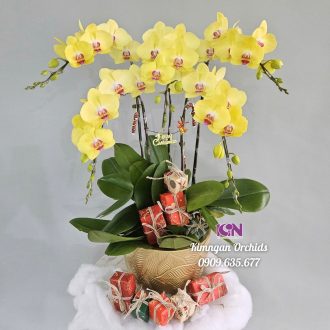 Hoa Lan Hồ Điệp: Tặng Phẩm Tinh Tế Thay Lời Muốn Nói