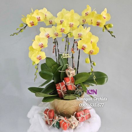Hoa Lan Hồ Điệp: Tặng Phẩm Tinh Tế Thay Lời Muốn Nói