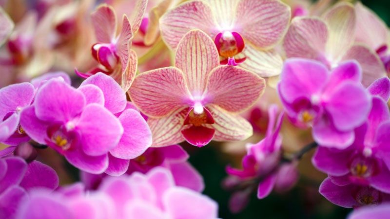 Làm Thế Nào Để Lan Hồ Điệp Nở Đúng Dịp Quan Trọng