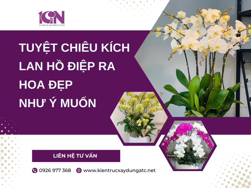 Tuyệt Chiêu Kích Lan Hồ Điệp Ra Hoa Đẹp Như Ý Muốn