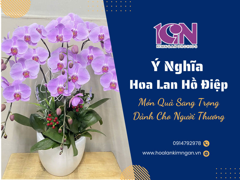 Ý Nghĩa Hoa Lan Hồ Điệp: Món Quà Sang Trọng Dành Cho Người Thương