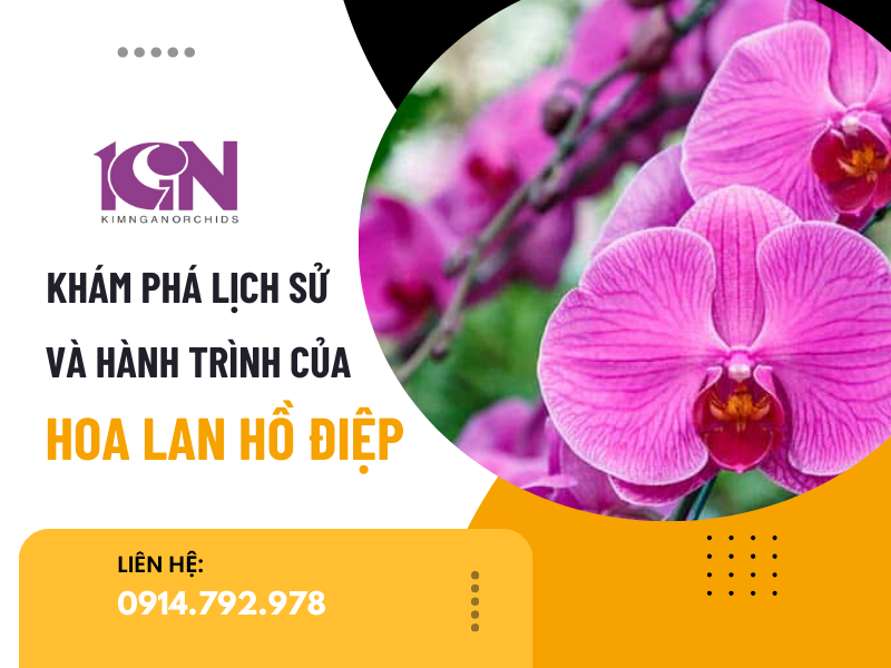 Khám Phá Lịch Sử Và Hành Trình Của Hoa Lan Hồ Điệp