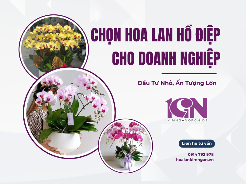 Chọn Hoa Lan Hồ Điệp Cho Doanh Nghiệp – Đầu Tư Nhỏ, Ấn Tượng Lớn