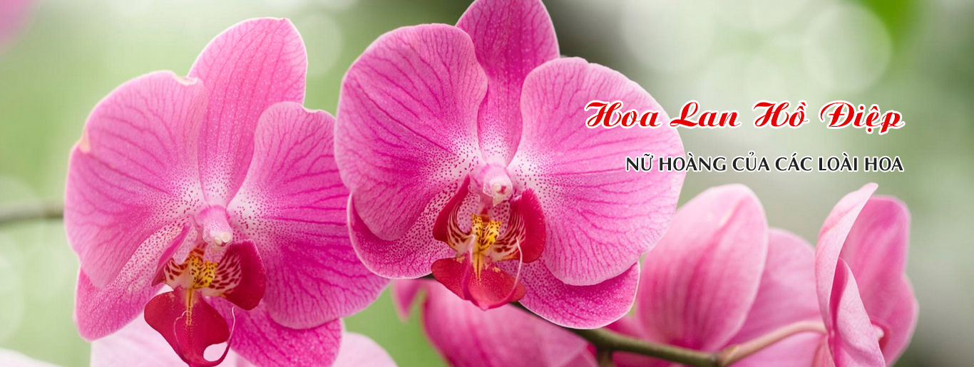 Vì Sao Lan Hồ Điệp Được Mệnh Danh Là Nữ Hoàng Của Các Loài Hoa
