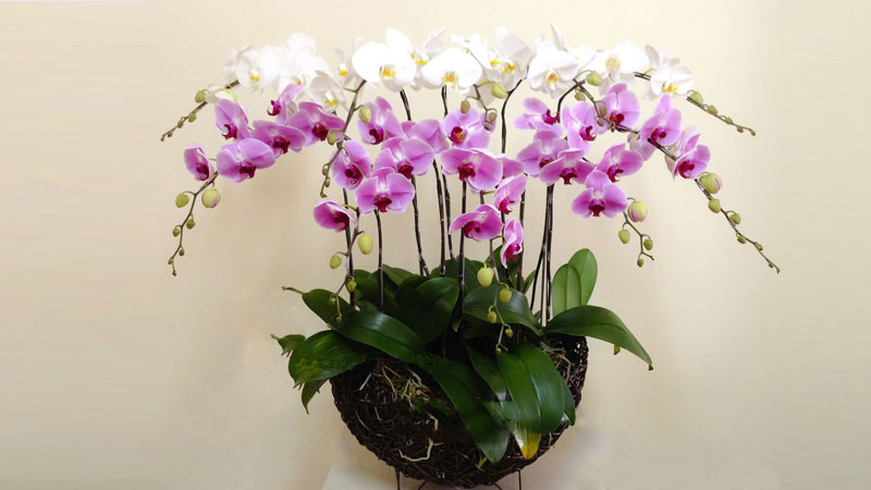 Cách Cắm Hoa Lan Hồ Điệp Tinh Tế, Tăng Phần Đẳng Cấp