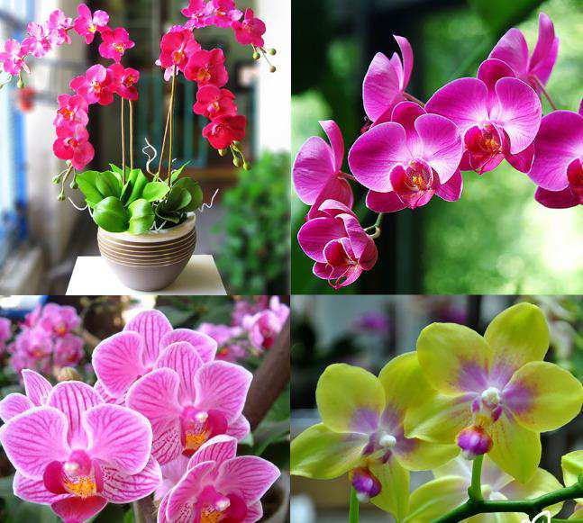 Hoa Lan Hồ Điệp Tươi Mãi – Bí Quyết Bất Ngờ Từ Chuyên Gia