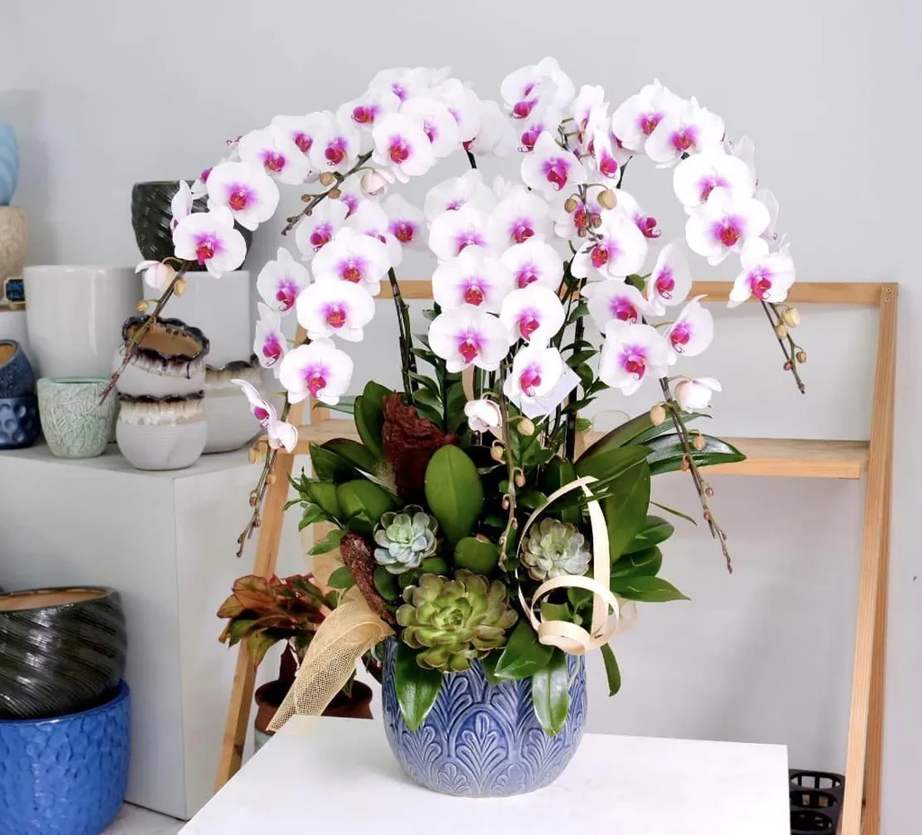 Tại Sao Hoa Lan Hồ Điệp Là Lựa Chọn Hàng Đầu Cho Ngày Lễ?