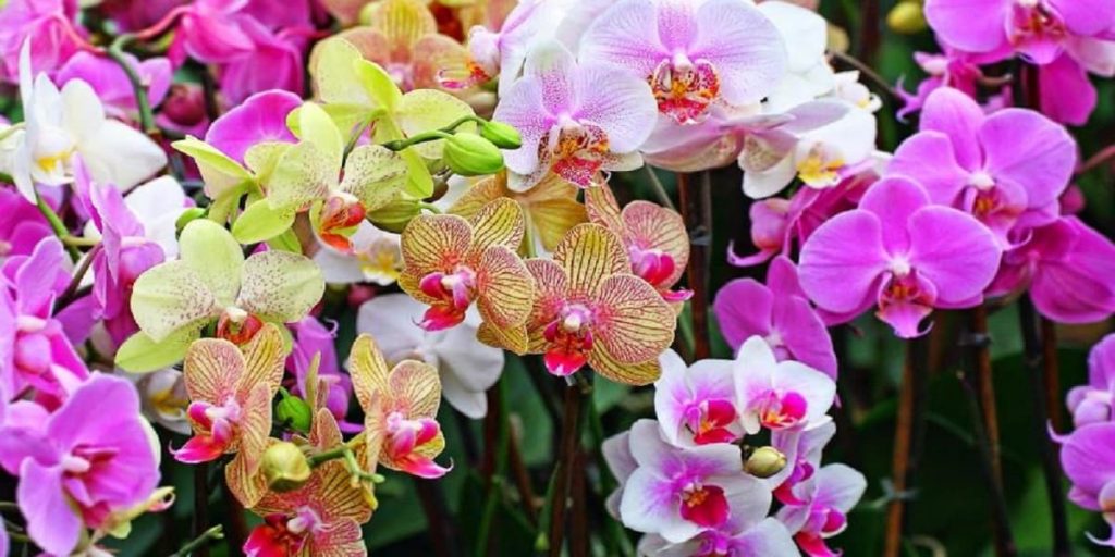 Khám Phá Lịch Sử Và Hành Trình Của Hoa Lan Hồ Điệp
