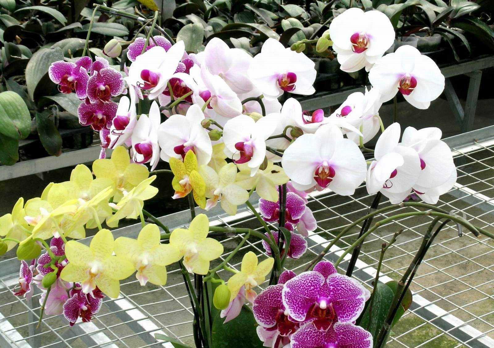 Tại Sao Hoa Lan Hồ Điệp Là Lựa Chọn Hàng Đầu Cho Ngày Lễ?