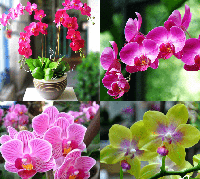 Làm Thế Nào Để Lan Hồ Điệp Nở Đúng Dịp Quan Trọng