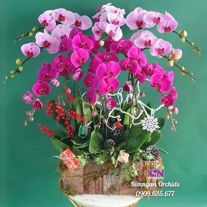 Mẫu chậu hoa lan hồ điệp tím hồng nghệ thuật