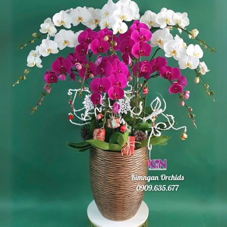 Mẫu chậu hoa lan hồ điệp trắng tím tặng Noel