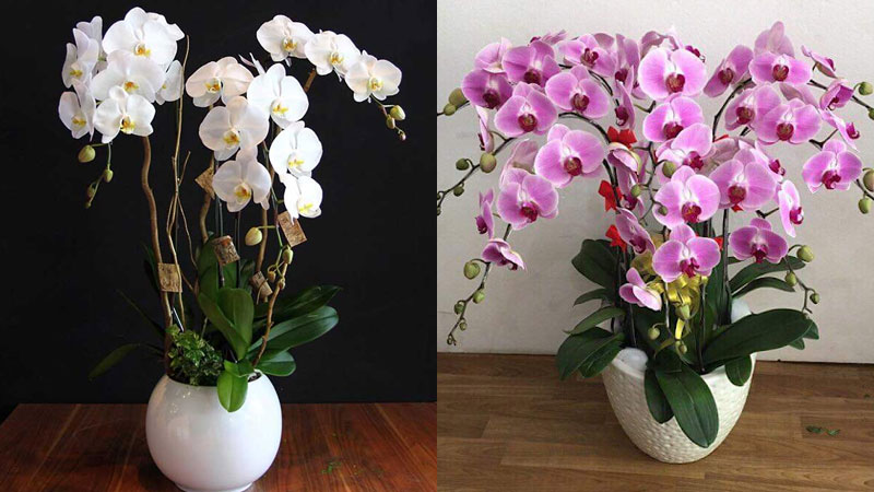 Trang Trí Ngày Tết Sang Trọng Với Hoa Lan Hồ Điệp
