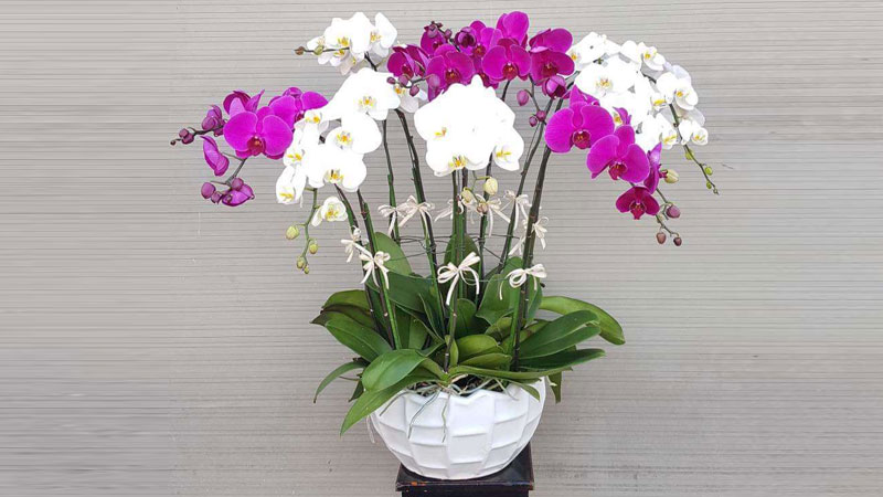Trang Trí Ngày Tết Sang Trọng Với Hoa Lan Hồ Điệp