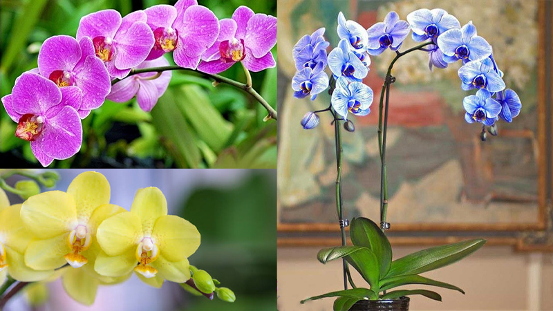 Mang Nét Tự Nhiên Hoàn Mỹ Vào Ngôi Nhà Với Lan Hồ Điệp