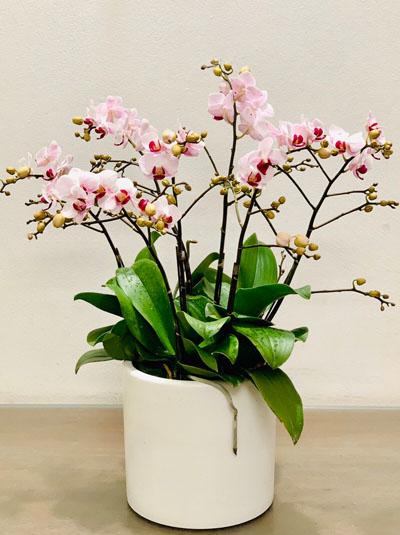 Lan Hồ Điệp Mini