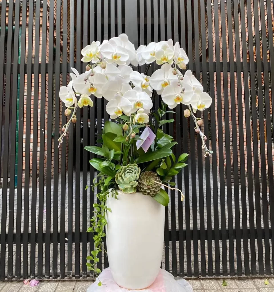 Chọn Hoa Lan Hồ Điệp Cho Doanh Nghiệp